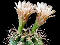 Gymnocalycium catamarcense P72.jpg